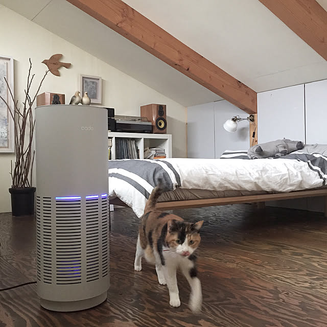 Bedroom,猫がいる,猫のいる暮らし,カドー・モニター,オシャレ家電,インテリア,モニター当選,cado空気清浄機,アートのある暮らし,趣味部屋,アートコレクター,ART,空気清浄機,LEAF320i,カドー空気清浄機,カドー,アート,cado,アートのある部屋,デザイン家電,屋根裏部屋 mohayaeteの部屋