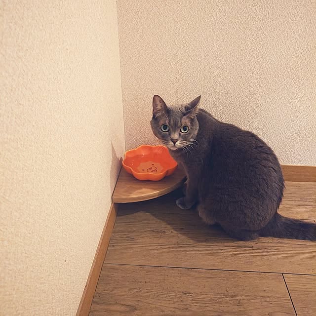 On Walls,100均,DIY,キャンドゥ,#ねこの水飲み場,#ねこ,#ねこのいる風景,#ねことの暮らし,#キャン・ドゥ,#リメイクシート REONAの部屋