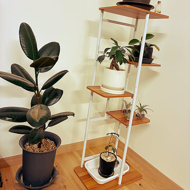 Lounge,フラワースタンド,観葉植物,モンステラ,みどりのある暮らし,ガジュマル,ペペロミア,カシワバゴムノキ sansanの部屋