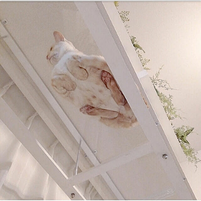 On Walls,猫スペース,キャットウォークDIY,●うちのHARU●,●主人のDIY●,透明キャットウォーク,香箱座り,香箱座りを下から,保存件数10件代,下から丸見え～︎︎,もふもふHARU,お日さまのにおい❤︎.*,いいね❤︎600人感謝です❤︎ heart.emiemi57.whiteの部屋