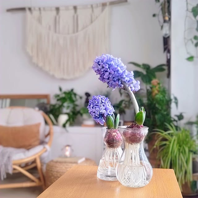 My Desk,一人暮らし,マンション,URBAN GREEN LIFE,観葉植物のある暮らし,ヒヤシンス水栽培,2026.2.26,季節を楽しむ暮らし,ヒヤシンス水耕栽培,お花のある暮らし,春,2LDK,花,花瓶,ヒヤシンス YuriYuriの部屋