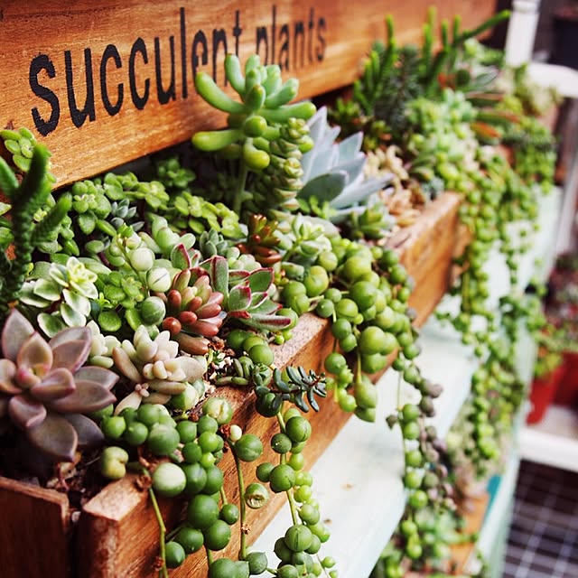 On Walls,succulent plants,すのこ棚,多肉の寄せ植え,DIY,多肉棚,べらんだGarden。,多肉植物,植物,グリーンネックレス skの部屋