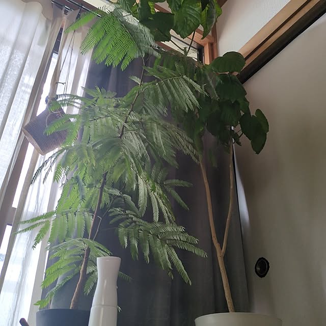 Lounge,エバーフレッシュ,ウンベラータ,ウンベラータのある暮らし,ウンベラータ成長中,植物のある暮らし,植物が好き,植物のある生活,植物のある部屋,雨の日の楽しみ方,ぼーっとする場所,ぼーっとする時間 popoの部屋