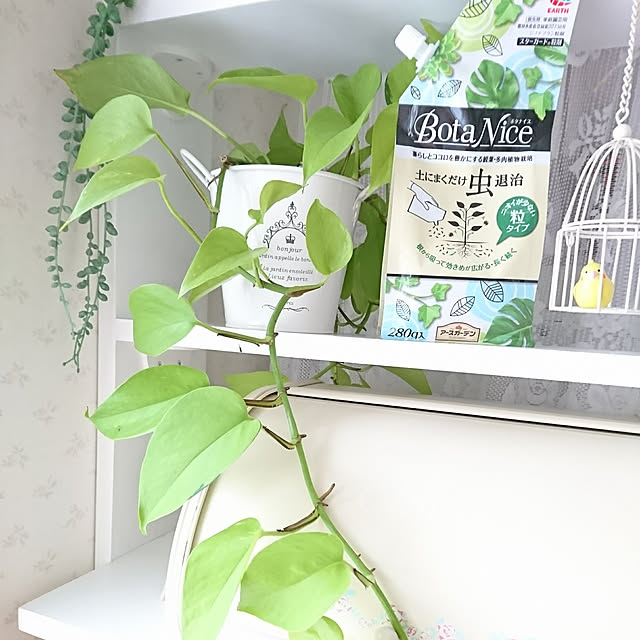 観葉植物,ガーデニング,多肉植物,植物のある暮らし,BotaNice,モニター当選ありがとうございます,RC運営チームの皆様に感謝♡,アース製薬様ありがとうございます♡,ライム特別出演(ง ื▿ ื)ว,棚DlY,ポトス,いつも見て頂きありがとうございます♡,いいね、フォロー本当に感謝です♡,温かいコメントありがとうございます♡,フォロワーの皆様に感謝です♫,素敵なご縁に感謝☆彡,皆さんの優しさに感謝です☆*。,ご訪問が遅くなりごめんなさいm(__)m,後程ゆっくり訪問させていただきます♬*゜,台風にお気をつけ下さい,Bathroom fleur-mamanの部屋