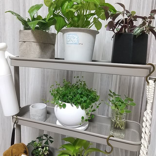 Lounge,買ってよかったもの,グリーンのある暮らし,ペペロミア ジェミニ,観葉植物,シンゴニウム ライム,アロマティカス水挿し,山善くらしのeショップ,隙間トローリー,S字フック,Standard Products,ダイソー,植木鉢,丸鉢,スプレーボトル,スリーコインズ,マクラメ編み,ダイソープランツ,青山フラワーマーケット,ブラインド+カーテン,リルカーテン,イケア,トラデスカンチア meiの部屋