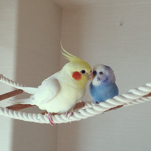 Lounge,鳥,インコと暮らす家,小鳥さん,D IＹ,つり橋DIY,インコ,オカメインコ,セキセイインコ,ナチュラル,いつもいいね！押し逃げごめんなさい,みなさんの素敵なインテリアに癒されてます,鳥部,RCの出会いに感謝♡,ペットと暮らす家,孫バカ,おうちゃん,そらちゃん,鳥と暮らす,癒やし,いぬと暮らす,犬,はしご toratanの部屋