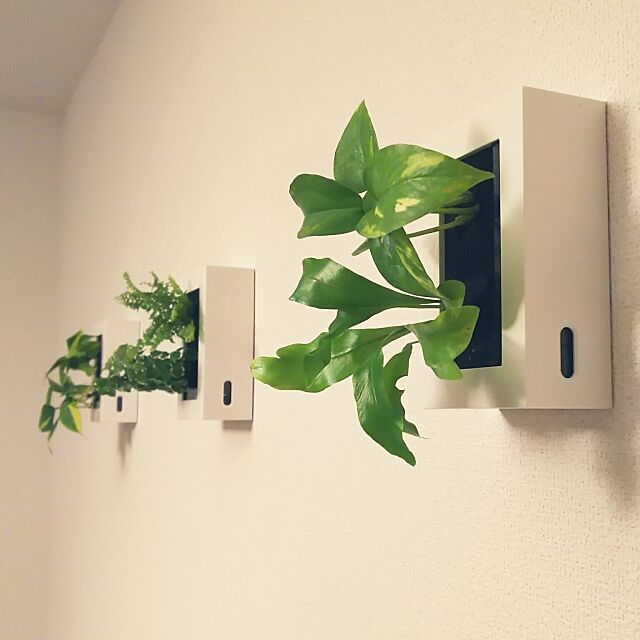 On Walls,初投稿,観葉植物,無印良品,壁に掛けられる植物,いいね&フォローありがとうございます♡ yukatanの部屋