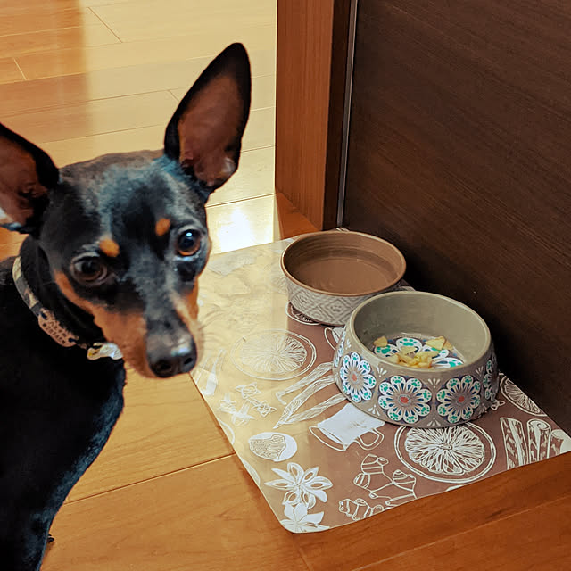 Overview,ミニピン,犬バカ,認めたくないがサクちゃんはおバカ,犬の食器,犬のいる暮らし shizuponの部屋