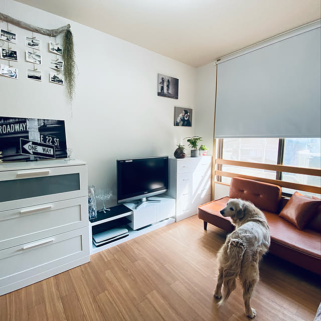 ニトリ,バンクシーアート,バンクシー,ペットのいる暮らし,IKEA,ペット,ゴールデンレトリバー,ペットと暮らす家,流木インテリア,観葉植物,流木,エアプランツ,エアープランツ,チランジア,流木ディスプレイ,アートパネル,コーヒーの木,ソファ,My Shelf minu5656の部屋
