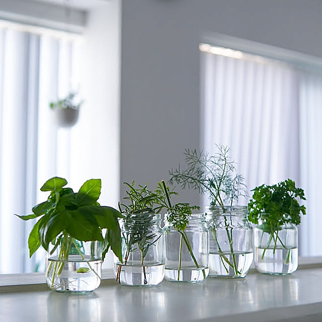 Kitchen,ハーブ栽培,ハーブのある暮らし,ハーブ,節約 Saraの部屋