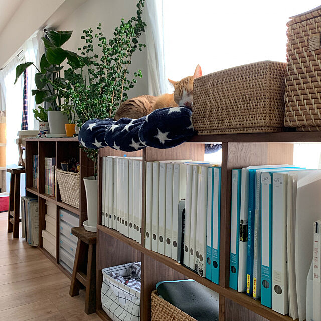 My Shelf,本棚,冬,猫,猫とインテリア,ベンジャミンバロック,無印良品,植物のある暮らし 73の部屋
