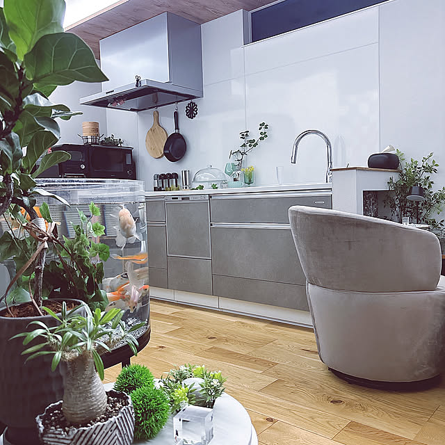 Lounge,好きな部屋で暮らす,好きな部屋,春,観葉植物,インテリア,水槽,金魚,キッチン,フェイクグリーン,平屋,ひとり暮らし,新生活,ゴムの木,平屋暮らし,すっきり暮らす,シンプルな暮らし,水槽のある部屋,パキポディウムグラキリス,ミモザ tomatoの部屋