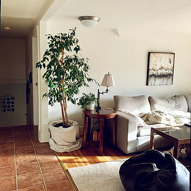 フィカスベンジャミン,植物のある暮らし,観用植物,カナダ,築100年,賃貸,古い家,On Walls airaの部屋