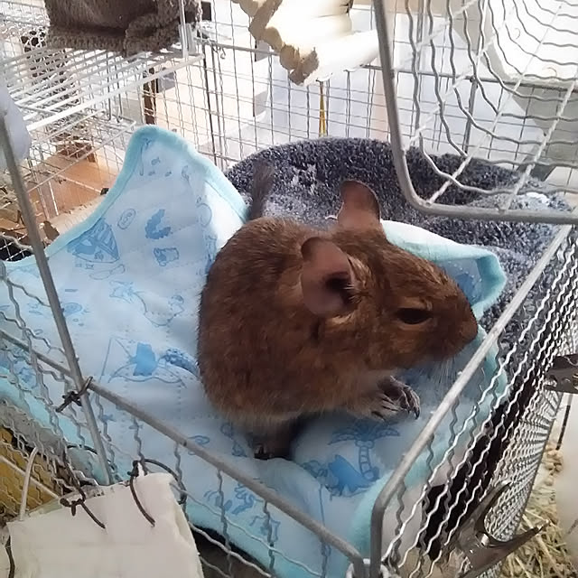 Bedroom,100均,ひんやりグッズ,ひんやり枕パッド,ペットケージDIY,ペットの暑さ対策,ネズミじゃありません,デグー,苦手な人ゴメンなさい,キャンドゥ,癒し Netemosametemo-COOの部屋