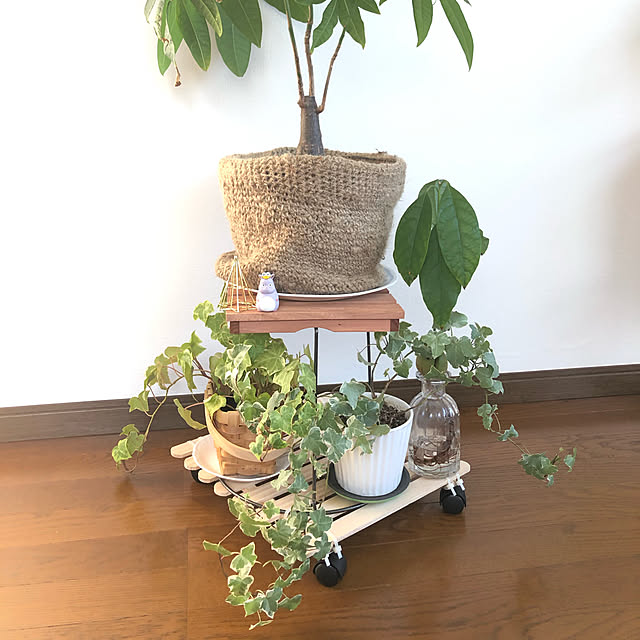 観葉植物,ダイソー,100均,DIY dolphin55の部屋