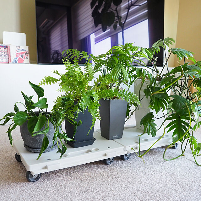 My Shelf,植物,観葉植物,無印良品,無印良品 平台車,台車,キャスター付き pimeryiの部屋