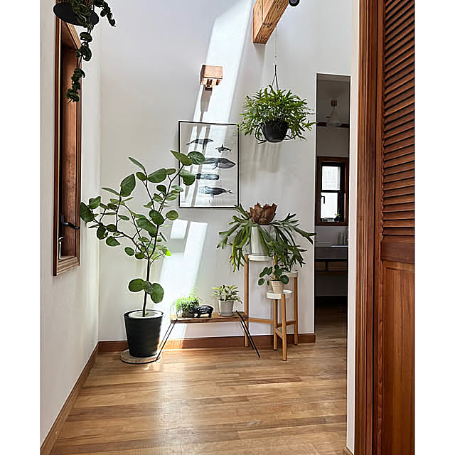 Entrance,玄関ディスプレイ,観葉植物,グリーン,中古住宅,グリーンインテリア,中古住宅リフォーム,玄関,玄関ホール,玄関インテリア timtamの部屋