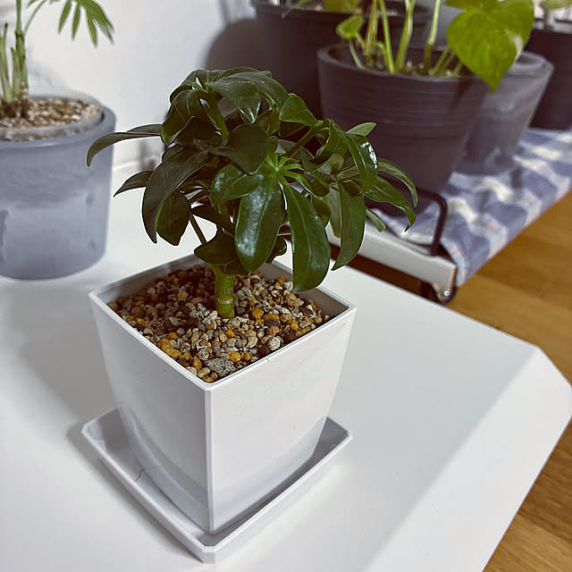 Daiso,ダイソー,シェフレラ,カポック,観葉植物,二階リビング,LDK18畳,観葉植物のある暮らし qinoの部屋