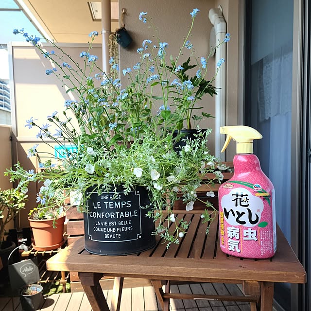 My Desk,ガーデニング,花のある暮らし,害虫対策,アースガーデン,花いとし,暮らしのハンドブック2024,ベランダのお花,モニター投稿④,ブルーデイジー,ネモフィラ,わすれな草,山善ウッドパネル,ニトリ折りたたみテーブル,山善,ニトリ lovepeaceの部屋