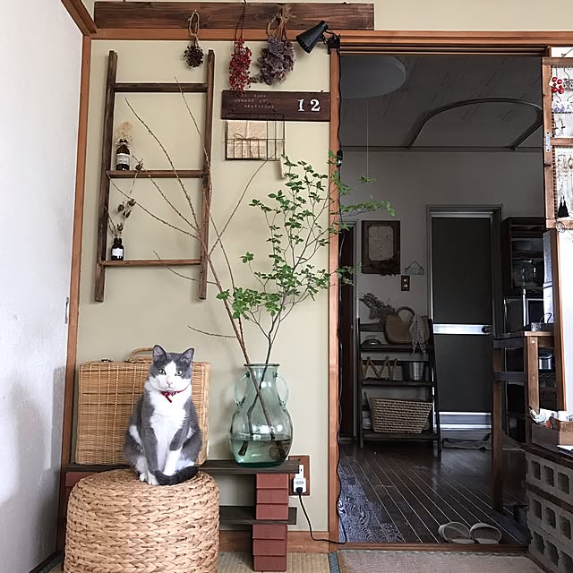 Lounge,NO GREEN NO LIFE,一人暮らし,ねこ部,保護ねこ部,モッシュ,ウォーターヒヤシンス,ニトリ,ドウダンツツジ,DIY,和室 mucc08の部屋