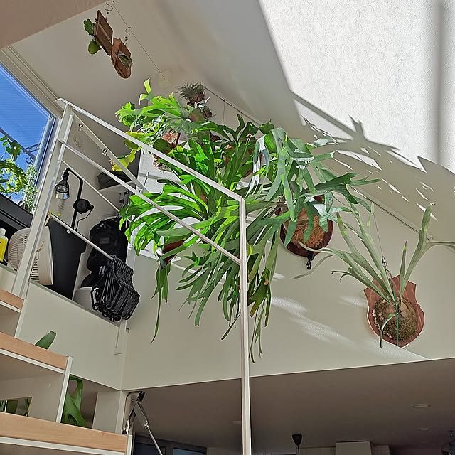 On Walls,好きな眺め,観葉植物,塊根植物,ビカクシダ,リクシル建具,無印良品,スパーバム,ビーチー,エレファントティス,ネザーランド,ヒリードラゴン haruの部屋