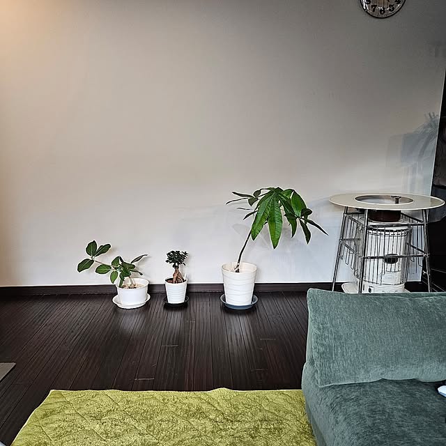 Lounge,リフォーム,観葉植物,ストーブのある暮らし,ストーブガード,パキラ,ガシュマル,フィカスベンガレンシス y0605m.sの部屋
