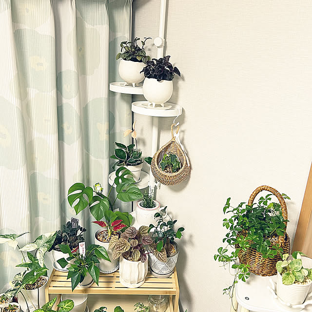 ローズマリー,ペリオニア,アイビー,ヒメモンステラ,突っ張り棒,観葉植物,グリーン,かご,シュガーバイン,緑,みどり,植欲,アグラオネマ,ポトス,白い鉢,ガジュマル,アンスリウム,花台,ペペロミア,サンスベリア,シンゴニウム,ホヤカルノーサ yoyoyoの部屋