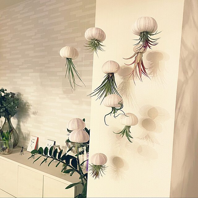 クラゲ,植物,北欧,花のある暮らし,NO GREEN NO LIFE,癒し☆,+グリーン,エアプランツ,Lounge Shihoの部屋
