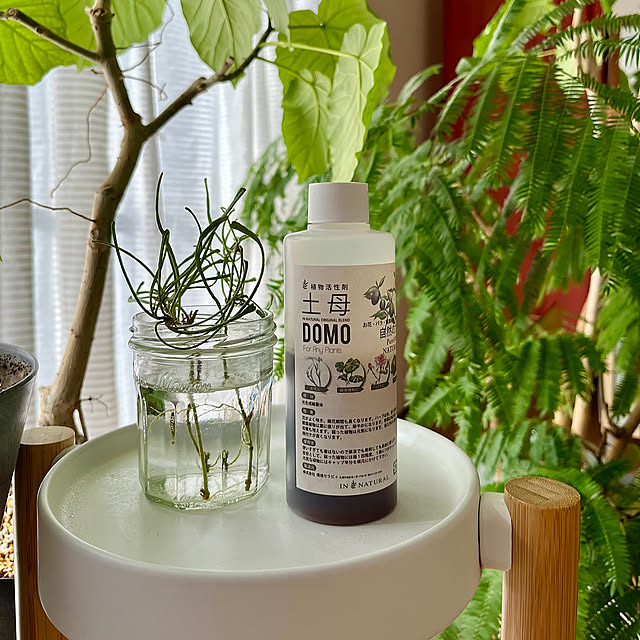 Overview,土母,IN NATURAL,この秋、買ってよかったもの,観葉植物,グリーンのある暮らし,観葉植物のある暮らし,グリーン,ウンベラータ,エバーフレッシュ,エレンダニカ,ハンギンググリーン 65-24oxoの部屋