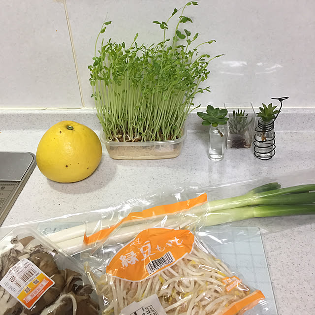Kitchen,10000人の暮らし,文旦,節約メニュー,豆苗栽培,暮らしの一コマ CoffeeHouseの部屋