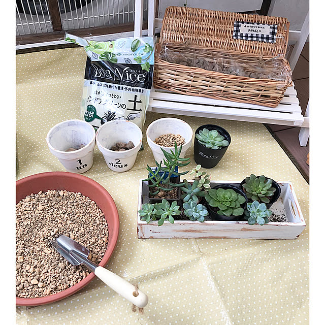 モニターpic④,BotaNice,虫対策,植物のある暮らし,多肉植物,観葉植物,多肉初心者,室外機カバーDIY,ダイソー,ブラブラ同盟♡,ナチュラルインテリア,癒しの空間♡,ダイソー多肉,多肉増殖中,インナーバルコニー,Bathroom,モーモー会員 yumicloverの部屋