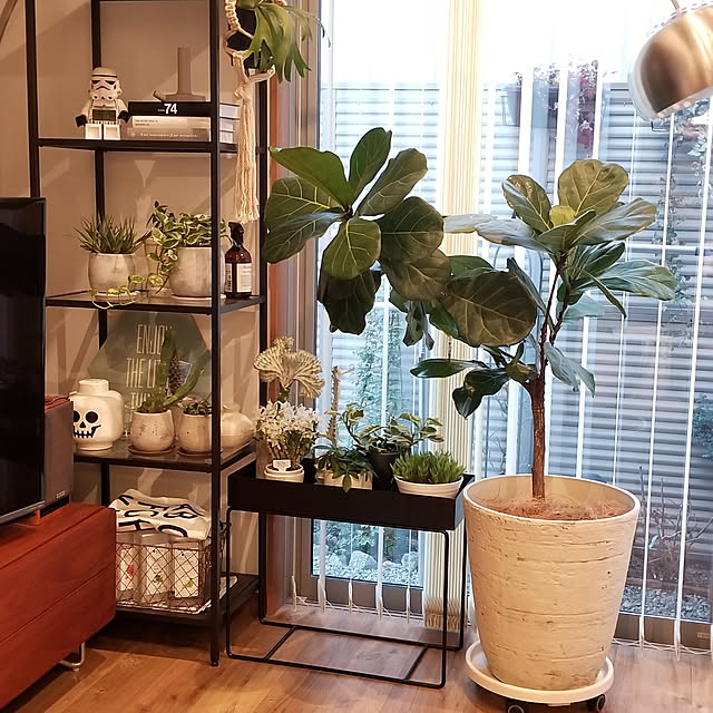 Lounge,インテリアグリーン,北欧モダン,MIXSTYLE,中庭のある家,ロフト平屋,いぬのいる暮らし,カシワバゴム,IKEA棚,ダミーブック,Bloomingville,serax renrenの部屋
