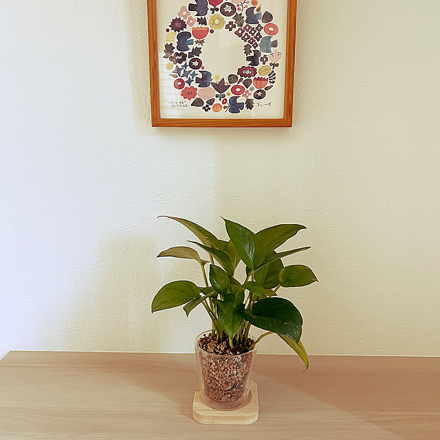 Entrance,観葉植物,100均,ダイソー chunの部屋