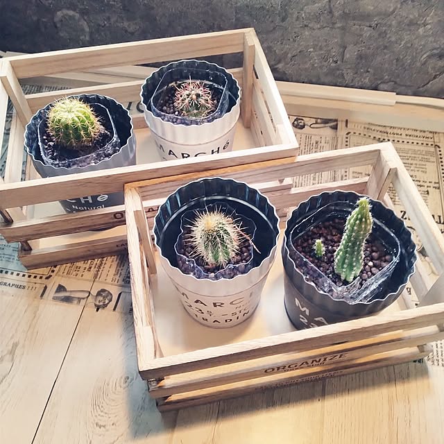 Overview,SDGs,コメントを、中々返せずすみません。,団地,団地住まい,いつもいいねやコメありがとうございます♡,猫のいる暮らし,フォロワー様700名様超！！感謝です♡,コメント嬉しいです♡ありがとう♡,ペットボトル900ｍｌ再利用,サボテン植え替え,ダイソーのサボテン,ダイソー購入品 runaの部屋