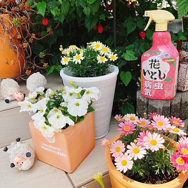 モニター当選ありがとうございます,ガーデン雑貨,雑貨大好き♡,雑貨,植木鉢もこだわってます!,アブチロン,マーガレット,モニター投稿,モニター中,花いとし,暮らしのハンドブック2022,アースガーデン,害虫対策,花のある暮らし,ガーデニング,ペチュニア,Entrance eriharuの部屋