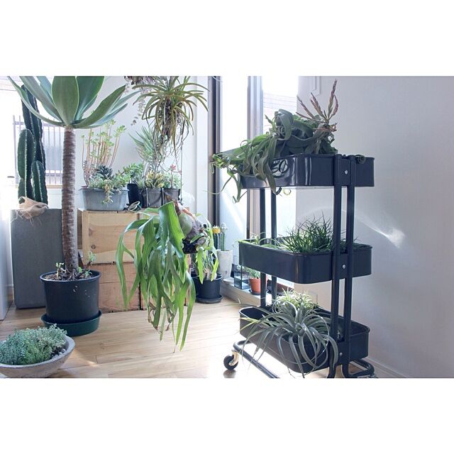NO GREEN NO LIFE,IKEA,植物,エアプランツ Atsushiの部屋