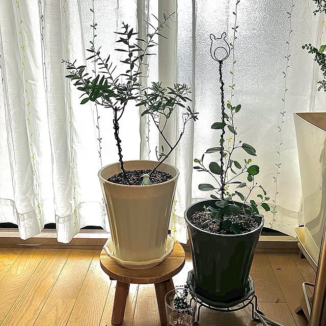 Lounge,観葉植物育ってます❤️,観葉植物に癒やされてます✮,ガーデンピック手作り,植木鉢スタンド,ユーカリ,観葉植物 kagomamaの部屋