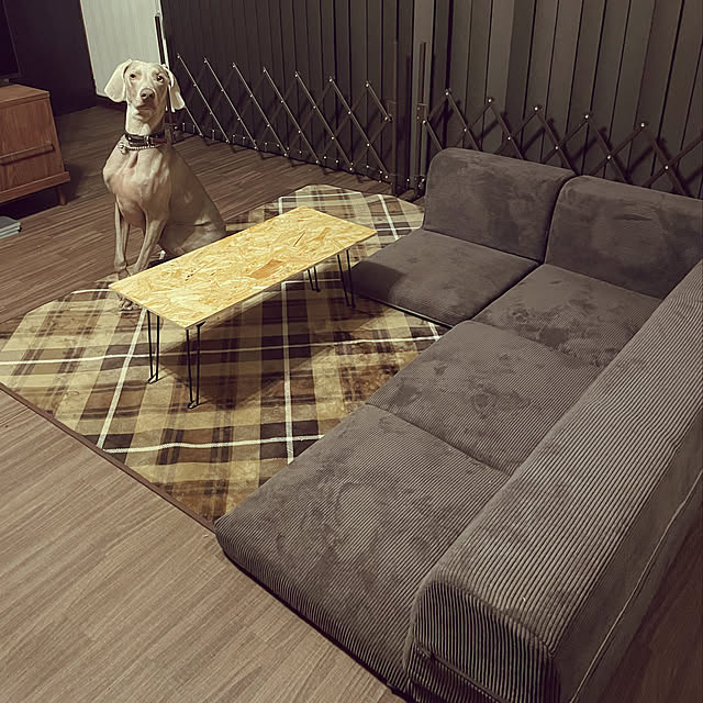 RoomClipショッピングで買ったモノ,お家見直しキャンペーンクーポン,お家見直しキャンペーン当選しました,おうち見直しキャンペーン,RoomClipショッピング,築50年以上,大型犬のいる暮らし,Lounge,和楽ソファ,ソファ,おうち見直しキャンペーン当選,古い家,ワイマラナー,大型犬と暮らす,大型犬だけど室内犬 kuusaraの部屋