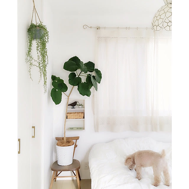 Bedroom,みどりのある暮らし,観葉植物,NO GREEN NO LIFE,ウンベラータ,寝室,リネン,ハンギンググリーン,フェイクグリーン,ニトリ2018フェイクグリーンモニター,ニトリ,シンプル,北欧,ホワイトナチュラル,ナチュラル,カーテン,無印良品,いぬと暮らす,トイプードル,暮らし,すっきり暮らしたい azuの部屋
