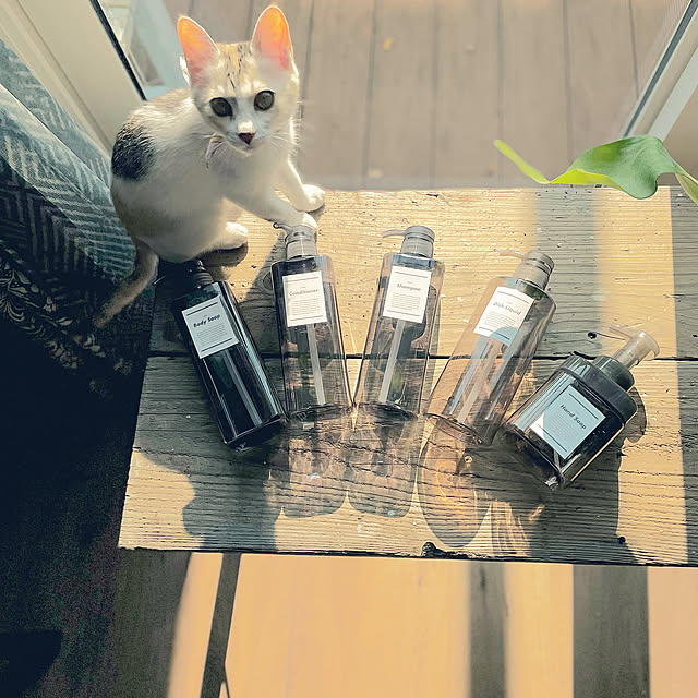 首輪はダイソーのシュシュ,子猫と暮らす,ラベルシール作成,詰め替え容器,ダイソー,バスルーム,NO GREEN NO LIFE,足場板リメイク,ビカクシダ,アイアンの脚,Bathroom orange-toastの部屋