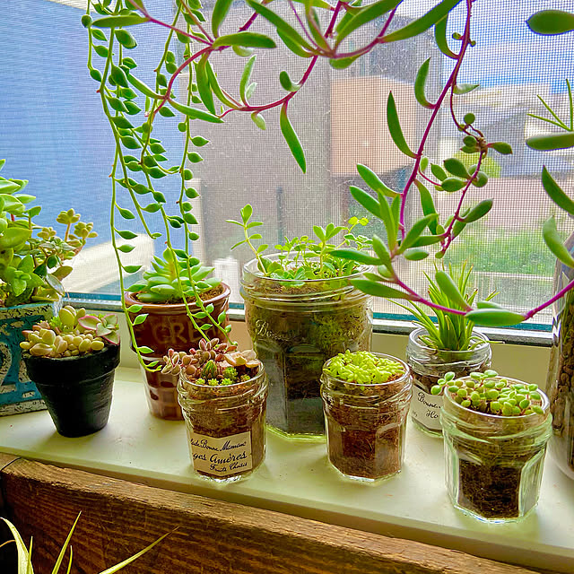 NO GREEN NO LIFE,窓辺のグリーン,植物のある暮らし,緑のある暮らし,多肉好きな人と繋がりたい,多肉植物,窓辺の風景,Entrance rukakoの部屋