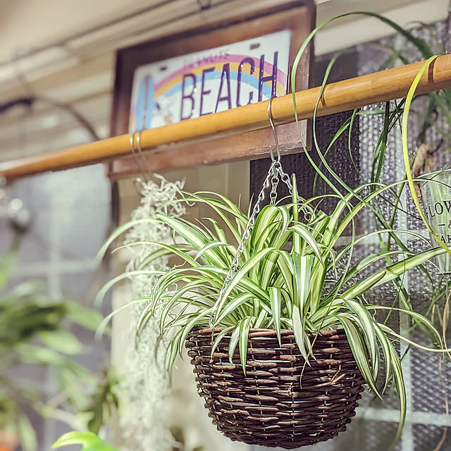 On Walls,ひとり暮らし,ワンコと暮らす家,観葉植物のある暮らし,グリーン,Greenラブの会,バケツラブの会,吊し隊,オリヅルラン,このボリュームで635円…生産者が心配,スヌーピー,平穏な日々に感謝しつつ祈りを GINの部屋