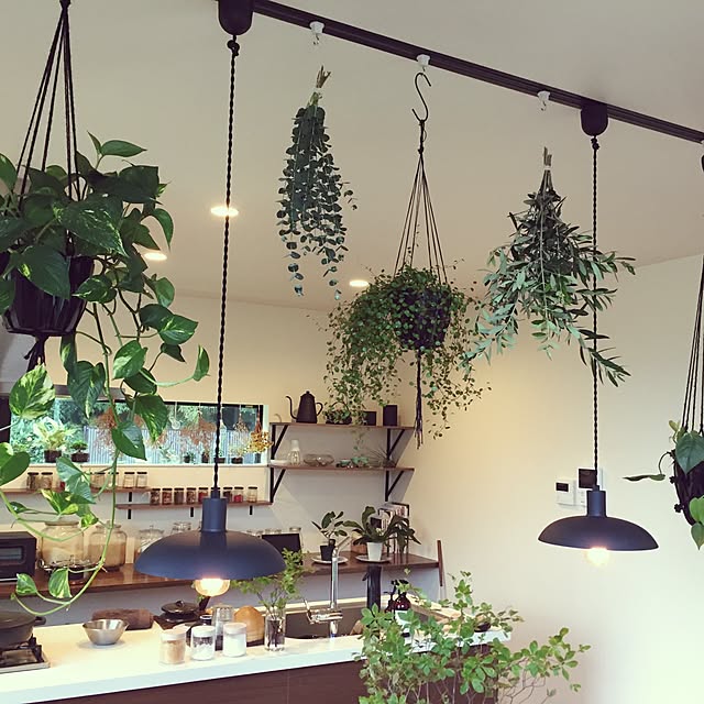 Kitchen,多肉植物,観葉植物,雑貨,salut!,ハンドメイド,モノトーン,照明 tongariの部屋