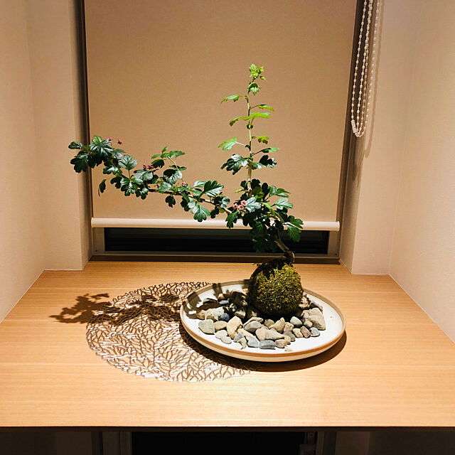 観葉植物,ニトリ,こけ玉,My Shelf d.hidetoshiの部屋