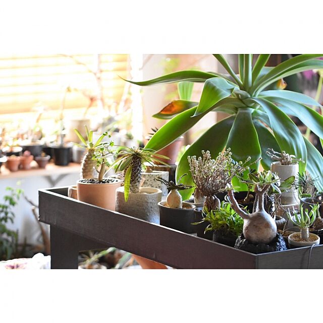Overview,蘭,塊根植物,多肉植物,手作り家具,ウッドブラインド,植物のある暮らし,NO GREEN NO LIFE aaniの部屋
