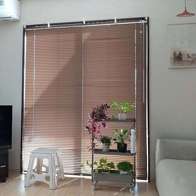 Lounge,セカンドライフ,山善,隙間トローリー,メッシュワゴン,ダイソープランツ,フィロデンドロン バーキン,ピレア グラウカ,ブラインド,脚立,百均,ゼブリナ,トラデスカンチア,カレンダー,ウォールステッカー,コーナーテレビ,ソファ,掃除,ポトス,コーナン,マイクロファイバー手袋,ホームリセット泡クリーナー,徹底掃除 meiの部屋