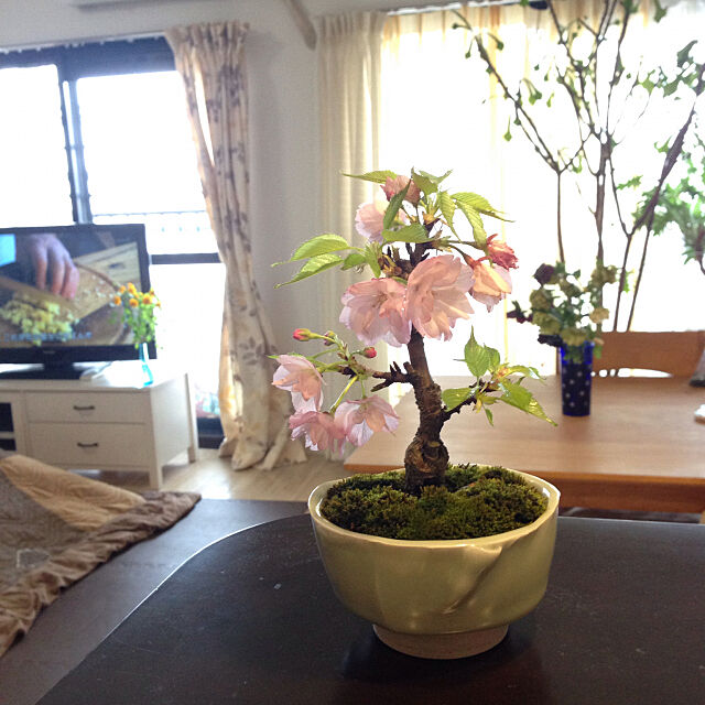 Lounge,テレビはミモザケーキの作り方,盆栽,旭山桜,盆栽してます reko639の部屋
