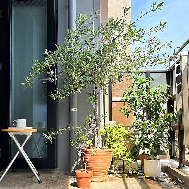 Entrance,マンション暮らし,休憩,好きな眺め,蕾,オリーブ,グリーン,観葉植物,ベランダ,癒しスペース,ガジュマル,ミッション,ネバビロブランコ,定点観測,ベランダガーデン,シンボルツリー up0524の部屋