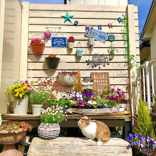 小さな庭の一角,ビオラ満開♪,ウッドフェンスDIY,fumitan ちゃんの編み編みの帽子♡,DIY♡,雑貨,花かんざし＊,フォロー＆いいね！ありがとうございます☆,100均,ペットのうさぎ,On Walls muuの部屋