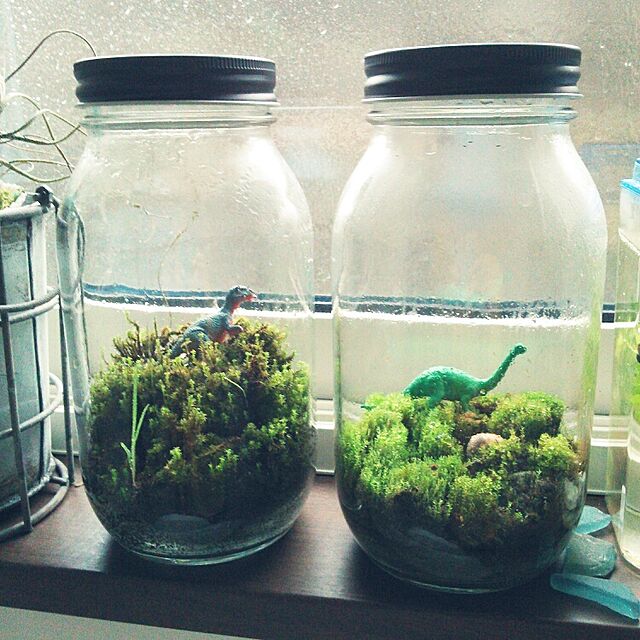 My Desk,テラリウム,苔,植物,箱庭 mekikoの部屋